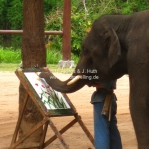 Der Elefant malt Bilder, die man danach natürlich kaufen kann... Lampang / Thailand